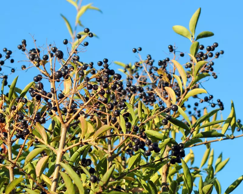 Winter Garden Structure: Planting Bare-Root Trees and Hedges Now