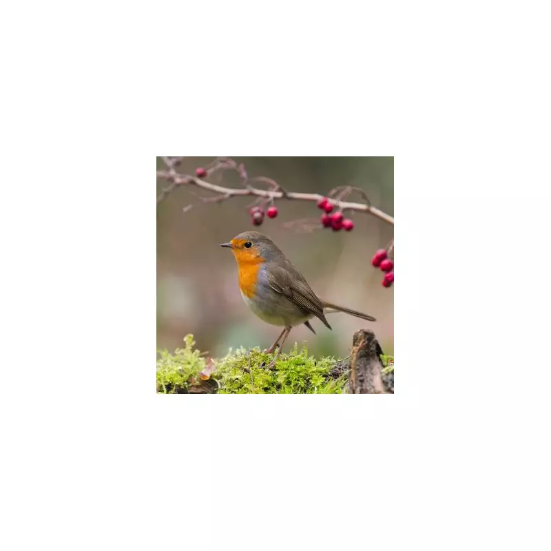 Winter Gardening Task to Attract Robins Back to Your Garden