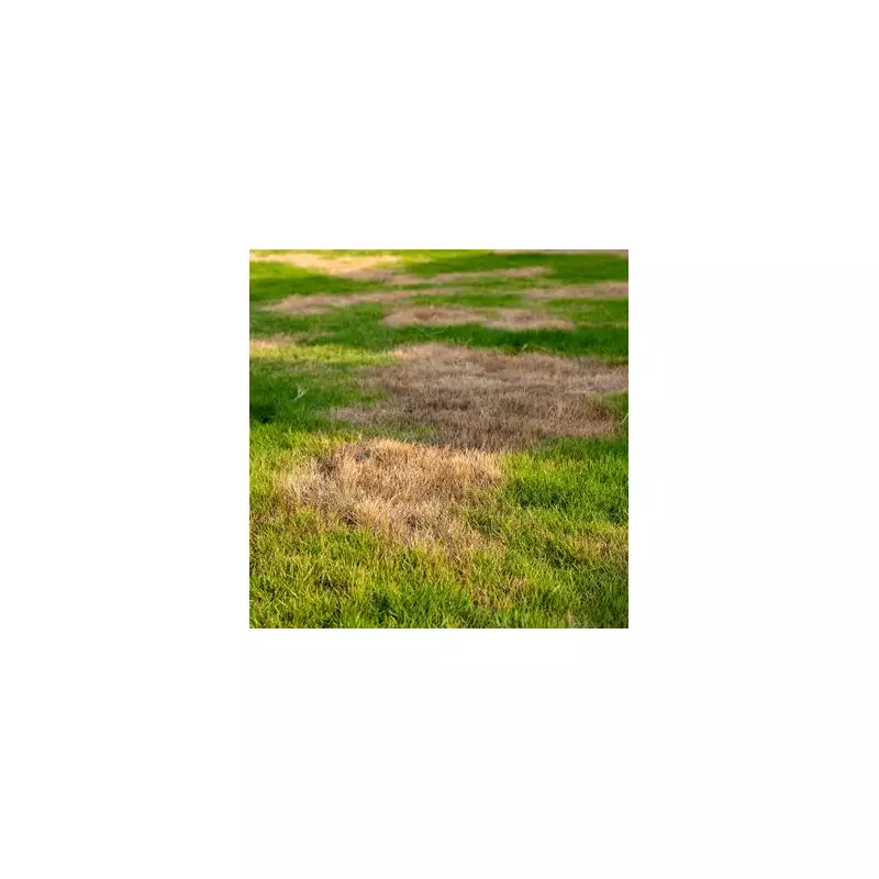Winter Lawn Care: Stop the 'Epidemic' Pest Causing Spring Bald Patches