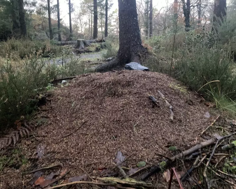 Winter's Wood Ants: Devon Diary Reveals Hibernation Secrets