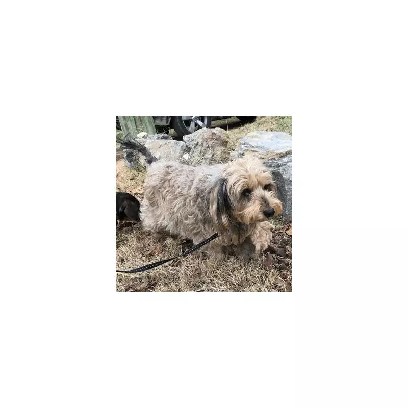 Woman Finds 'Soulmate' Puppy at Essex Dog Shelter in Viral Moment