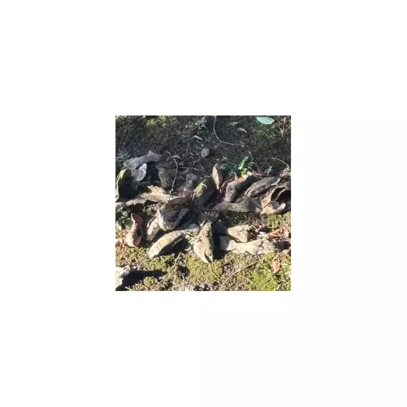 Woman's Dead Fish Alert in Barnsley Park Turns Out to Be Clay Art Installation