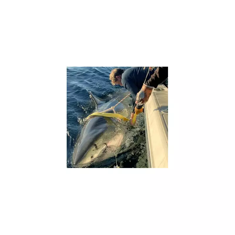 World's Largest Male Great White Shark Returns to Florida Holiday Waters