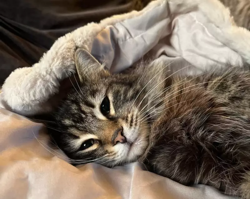 Yorkshire Family's Cat Returned After Amazon Driver Abduction