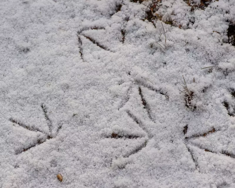Young Naturalists Conduct Snowy Animal Census in Local Wildlife Survey