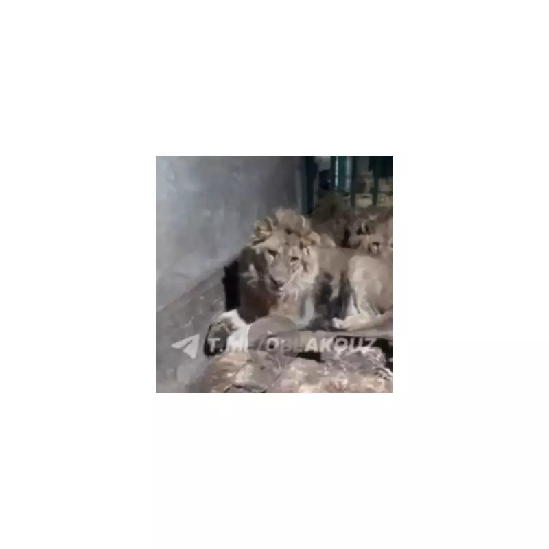 Zookeeper's Final Words Captured as Lions Maul Him to Death in Uzbekistan