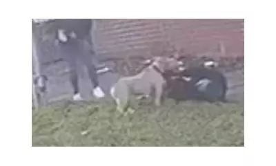Bolton Dog Attack: Man Arrested After 'Bully-Type' Dog Mauls Woman