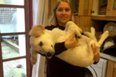 Calls Grow for 'NHS for Pets' as Soaring Vet Bills Leave Owners Reeling