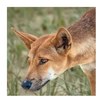 Canadian Backpacker Found Dead on Australian Beach Surrounded by Dingo Pack