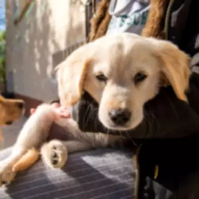 Golden Retriever Puppy's Weight Stuns Owner at Seven Months Old