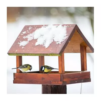 RSPB Urges Halt to Bird Tables to Curb Winter Disease Spread