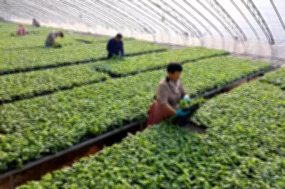 South Korea Apologises for Cambodian Worker's Death in Freezing Greenhouse Dorm