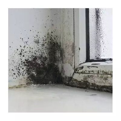 Stop Window Condensation & Mould with a Simple Kitchen Staple