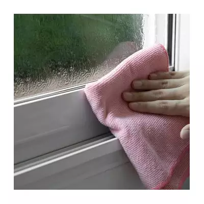 Stop Winter Condensation Naturally: 5 Houseplants That Absorb Moisture