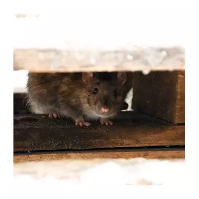 Stop Winter Rodent Invasions with a £2 DIY Fix from Amazon