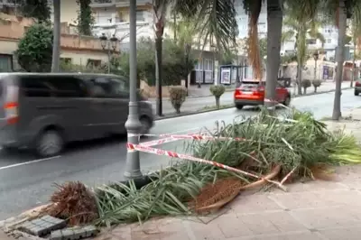 Storm Joseph Claims Life in Costa del Sol as Woman Killed by Falling Palm Tree