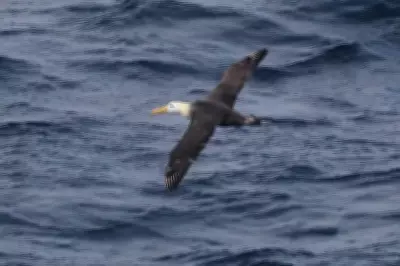Waved Albatross Spotted Off California Coast in Rare Ornithological Event