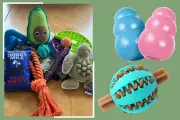 10 Best Dog Toys for Play and Mental Stimulation in 2026, Expert Tested