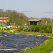 10 Essential February Gardening Tasks for a Vibrant Spring UK Garden