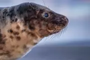 10-Year Study Reveals Fragile Beauty of North Sea Seals on Climate-Frontline Islands