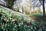 12 Best UK Gardens to See Snowdrops This Winter 2026