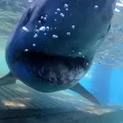 14ft Great White Shark Breton's Surprising Migration Stuns Scientists