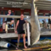 150kg Bull Shark Caught Near Sydney Harbour Attack Site Where Boy, 12, Died