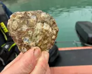 18,000 Oysters Revive Dublin Bay's Lost Reefs in Pioneering Ecosystem Project