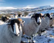 1951 Country Diary: Rough Fell Ewes' Snow Shelters in Yorkshire Dales