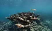 2026 Coral Reef Collapse Warning: Expert Says Tipping Point Looms