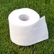 3 Genius Ways to Use Toilet Roll Tubes in Your Garden This January