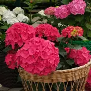 3 Hydrangea Mistakes That Stop Blooms: Expert's Costly Error Warning