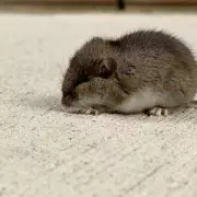 3 Plants That Naturally Deter Mice From UK Homes This Winter