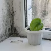 5 Common House Plants That Prevent Mould in UK Homes This Winter