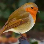 5 Kitchen Leftovers to Feed Robins and Bring Them to Your Window This Winter