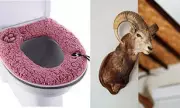 59% of Brits Reject Furry Toilet Seats: Holiday Let Decor Fails Revealed