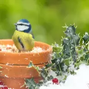 6 Vegetable Seeds to Sow Now for an Early Harvest Despite the Cold