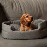 7 Dog Types That Need Extra Winter Care, Vet Nurse Warns