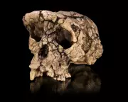 7-Million-Year-Old Ape Fossil Sparks Debate Over Humanity's Oldest Ancestor