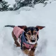 8 Warning Signs Your Dog Is Too Cold For A Walk In UK Freeze