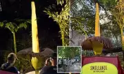 Adelaide's 'Smellanie' Titan Arum Blooms: Crowds Queue for Rare Foul-Scented Flower