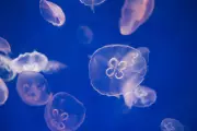 Ancient Jellyfish Sleep Study Reveals DNA Repair Function