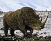 Ancient Wolf's Last Meal Reveals Secrets of Woolly Rhino Extinction