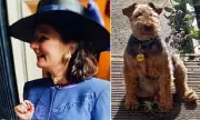 Aristocrat's £26k Vet Bill Battle After Dog's 'Agonising' Death Sparks CMA Probe