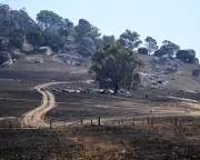 Australia News: Bushfires Rage, Floods Threaten, Festival Row Erupts