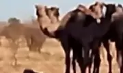 Australian Outback Town Overrun by 1,000 Feral Camels Amid Extreme Heatwave