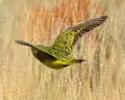 Australia's Habitat Loss Doubles in a Year, Microplastics Study Questioned