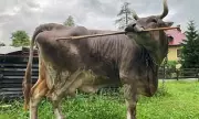 Austrian Cow Veronika Uses Tool, Forcing Rethink of Cattle Intelligence