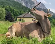 Austrian Cow Veronika's Tool Use Forces Rethink of Bovine Intelligence