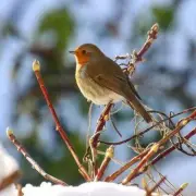 Avoid This January Gardening Task to Welcome Robins Back to Your Garden